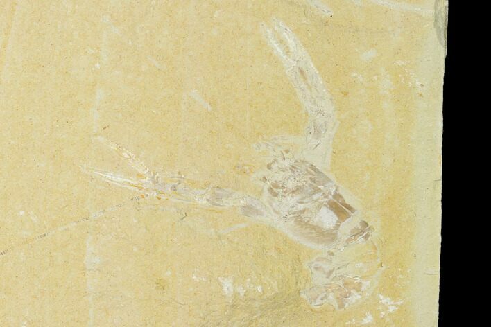 Cretaceous Lobster (Pseudostacus) Fossil - Lebanon #147029